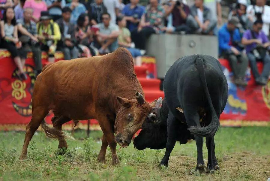 斗牛电影解析：一场关于坚韧与挑战的生命较量