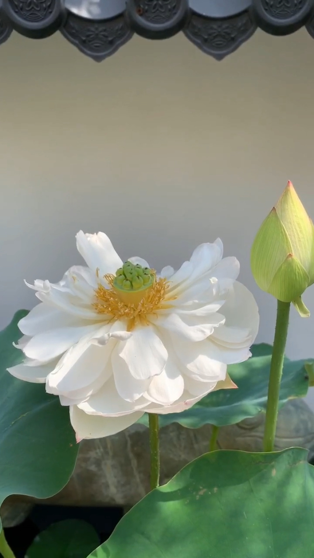 走进花落花开：一部关于命运与爱情的温情剧集