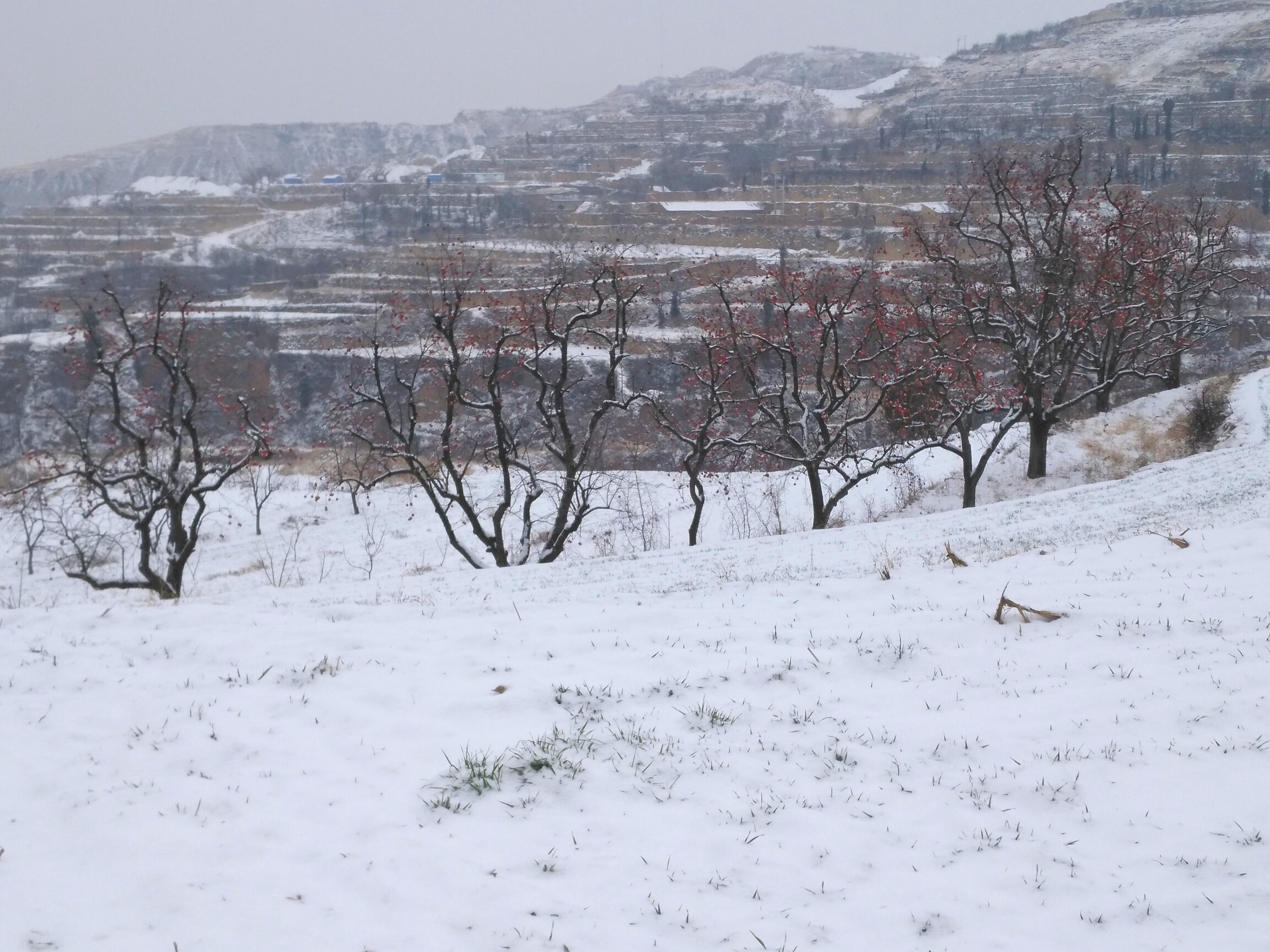 雪中红电视剧：探寻爱与忠诚的动人故事